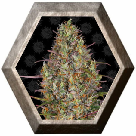 Glue Gelato Auto 1 semilla Barney's Farm Seeds BARNEY´S FARM SEEDS BARNEY´S FARM