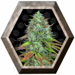 LSD Auto 1 semilla Barney's Farm Seeds BARNEY´S FARM SEEDS BARNEY´S FARM