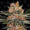 Purple Punch 1 semilla Barney´s Farm Seeds BARNEY´S FARM SEEDS BARNEY´S FARM