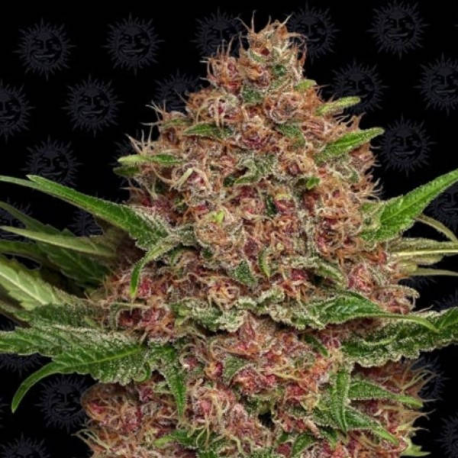 Purple Punch Auto 1 semilla Barney´s Farm Seeds BARNEY´S FARM SEEDS BARNEY´S FARM