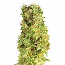 Matanus-K 3 semillas Gea Seeds GEA SEEDS