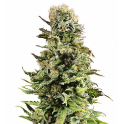 Auto Super Skunk 3 semillas Gea Seeds GEA SEEDS