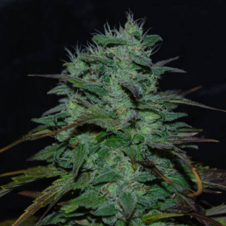 Chocobang 1 semilla Delicious Seeds DELICIOUS SEEDS DELICIOUS SEEDS