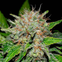 Deep Mandarine CBD 1 semilla Delicious Seeds DELICIOUS SEEDS DELICIOUS SEEDS