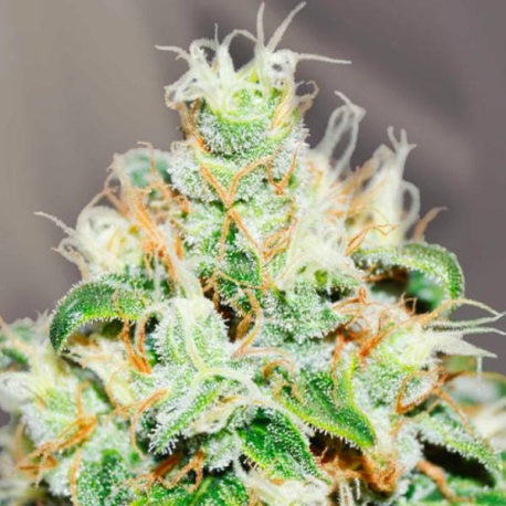Jägg Kush 1 semilla Delicious Seeds DELICIOUS SEEDS DELICIOUS SEEDS
