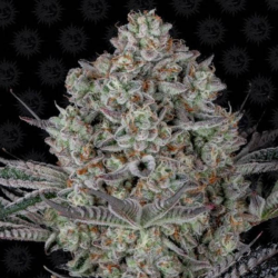 Dos Si Dos 33 1 semilla Barney´s Farm Seeds BARNEY´S FARM SEEDS BARNEY´S FARM