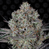 Dos Si Dos 33 1 semilla Barney´s Farm Seeds BARNEY´S FARM SEEDS BARNEY´S FARM