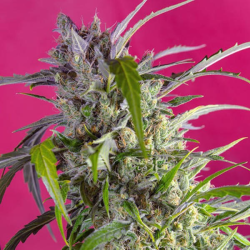 Crystal Candy Auto 3 semillas Sweet Seeds SWEET SEEDS SWEET SEEDS