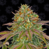 Wedding Cake 1 semilla Barney´s Farm Seeds BARNEY´S FARM SEEDS BARNEY´S FARM