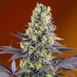 Sweet Zenzation 3 semillas Sweet seeds SWEET SEEDS SWEET SEEDS