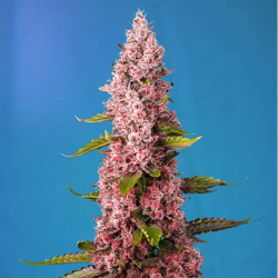 Red Hot Cookies 3 semillas Sweet seeds SWEET SEEDS SWEET SEEDS