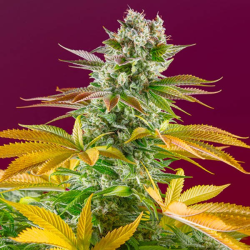 Gorilla Girl Fast Version 3 semillas Sweet Seeds SWEET SEEDS SWEET SEEDS