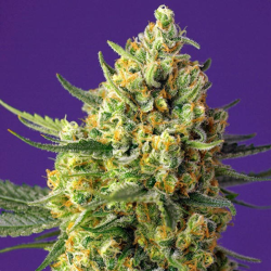 Crystal Candy Xl Auto 3 semillas Sweet Seeds SWEET SEEDS SWEET SEEDS