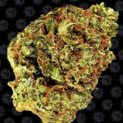 Watermelon Zkittlez Auto 1 semilla Barney's Farm Seeds BARNEY´S FARM SEEDS BARNEY´S FARM