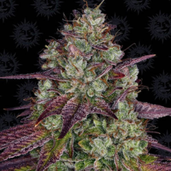 Mimosa Evo 1 semilla Barney´s Farm Seeds BARNEY´S FARM SEEDS BARNEY´S FARM
