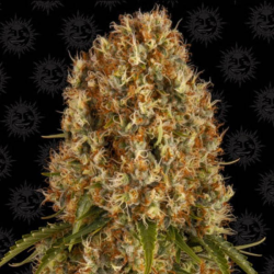 Orange Sherbert 1 semilla Barney´s Farm Seeds BARNEY´S FARM SEEDS BARNEY´S FARM