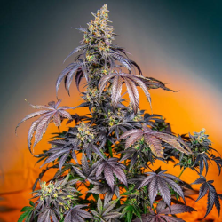 Red Gorilla Girl XL Auto 3 semillas Sweet seeds SWEET SEEDS SWEET SEEDS