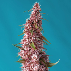 Red Pure Auto CBD 3 semillas Sweet seeds SWEET SEEDS SWEET SEEDS