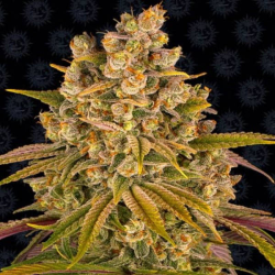 Lemon Tree semilla Barney's Farm Seeds BARNEY´S FARM SEEDS BARNEY´S FARM