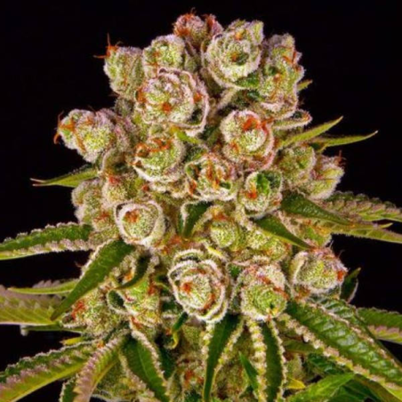 Kush Mintz semilla Barney's Farm Seeds BARNEY´S FARM SEEDS BARNEY´S FARM
