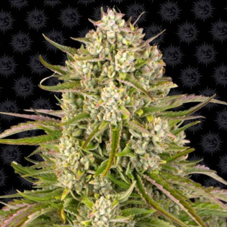Wedding Cake Auto semilla Barney´s Farm Seeds BARNEY´S FARM SEEDS BARNEY´S FARM