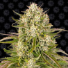 Wedding Cake Auto semilla Barney´s Farm Seeds BARNEY´S FARM SEEDS BARNEY´S FARM