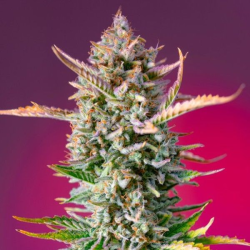 Gorilla Sherbet F1 Fast Version semillas Sweet seeds SWEET SEEDS SWEET SEEDS