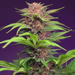 Red Mimosa XL Auto semillas Sweet seeds SWEET SEEDS SWEET SEEDS