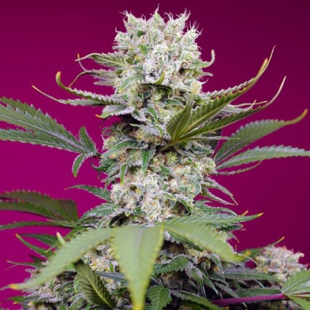 Sweet Mandarine Zkittlez XL Auto semillas Sweet seeds SWEET SEEDS SWEET SEEDS