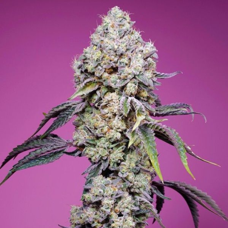 Sweet Mandarine Zkittlez F1 Fast Version semillas Sweet seeds SWEET SEEDS SWEET SEEDS