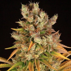 GMO semilla Barney's Farm Seeds BARNEY´S FARM SEEDS BARNEY´S FARM