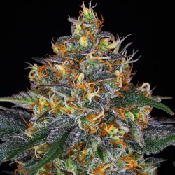 Moby Dick Auto semilla Barney´s Farm Seeds BARNEY´S FARM SEEDS BARNEY´S FARM