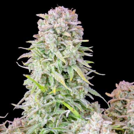 Afghan Kush Auto 1 semilla FastBuds FASTBUDS FASTBUDS