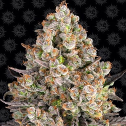 OG Kush 1 semilla Barney´s Farm Seeds BARNEY´S FARM SEEDS BARNEY´S FARM