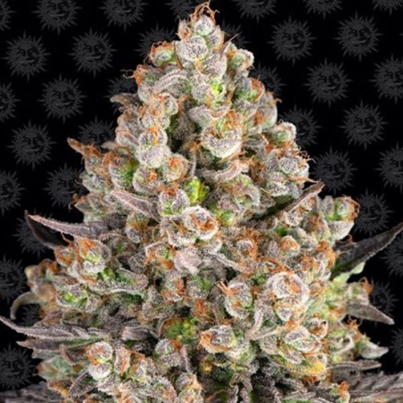 OG Kush 1 semilla Barney´s Farm Seeds BARNEY´S FARM SEEDS BARNEY´S FARM