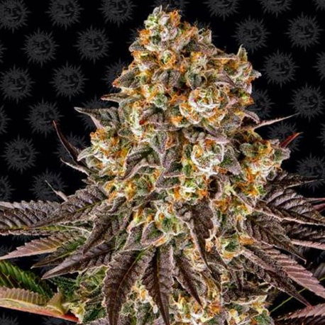 Gelato 45 1 semilla Barney´s Farm Seeds BARNEY´S FARM SEEDS BARNEY´S FARM