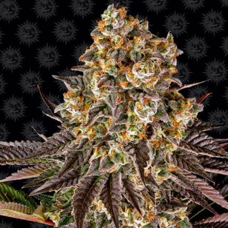 Gelato 45 1 semilla Barney´s Farm Seeds BARNEY´S FARM SEEDS BARNEY´S FARM