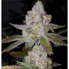 ZKITTLEZ a granel ( 70 indica 30 sativa +15% THC ) Inicio
