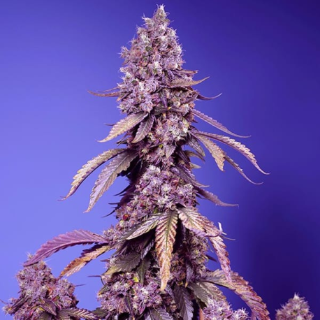 Black Muffin Fast Version 3 semillas Sweet seeds SWEET SEEDS SWEET SEEDS