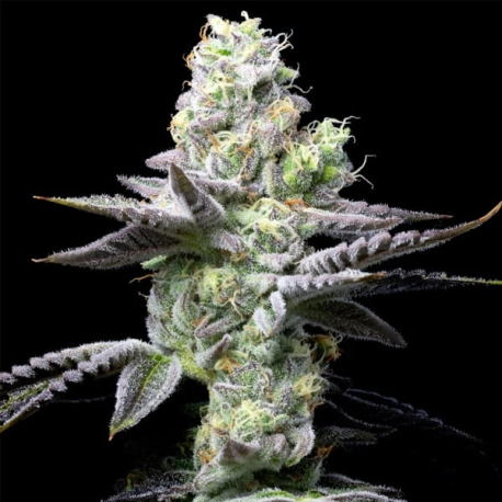 Wet Wet semilla Cookies Seed Bank Cookies Seeds