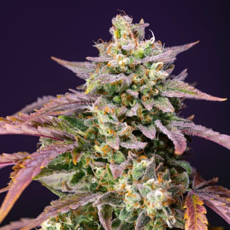 Purple Punch OG XL Auto semillas Sweet seeds SWEET SEEDS SWEET SEEDS