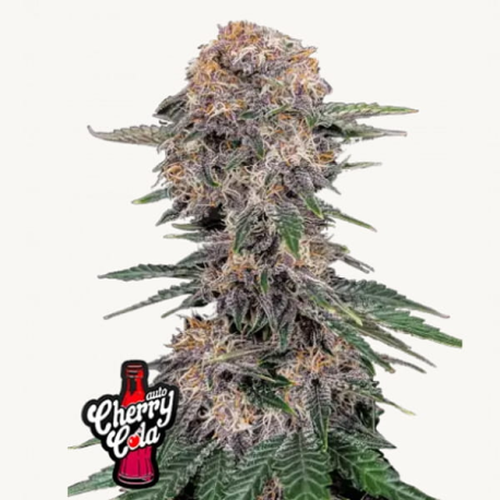 Cherry Cola Auto Semilla FastBuds FASTBUDS FASTBUDS