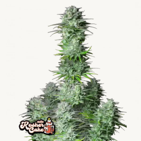 Kosher Cake Auto Semilla FastBuds FASTBUDS FASTBUDS