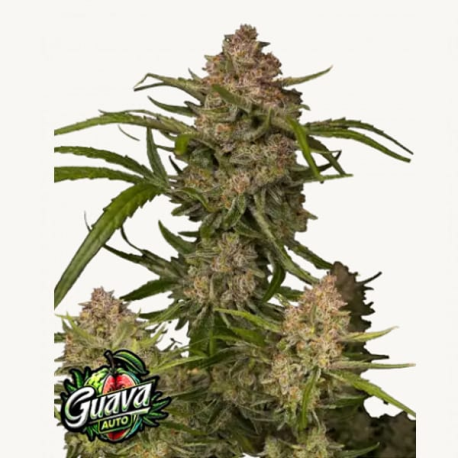 Guava Auto Semilla FastBuds FASTBUDS FASTBUDS
