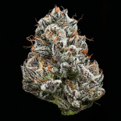 Black Cherry Gushers semilla Barney´s Farm Seeds BARNEY´S FARM SEEDS BARNEY´S FARM