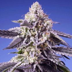 Permanent Jealousy XL Auto semillas Sweet Seeds SWEET SEEDS SWEET SEEDS