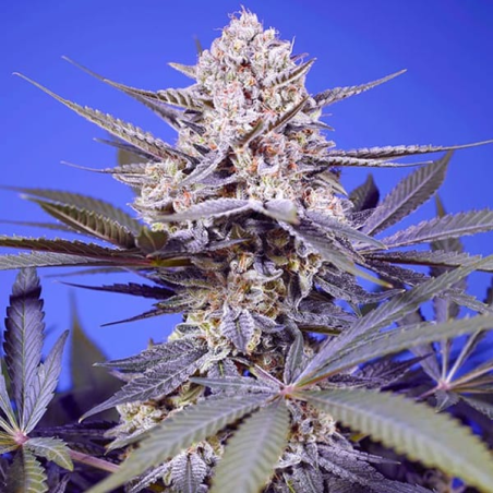 Pineapple Slush XL Auto semillas Sweet Seeds SWEET SEEDS SWEET SEEDS