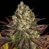 Biscotti semilla Barney's Farm Seeds BARNEY´S FARM SEEDS BARNEY´S FARM