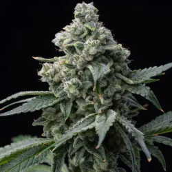 Bruce Banner semilla Barney's Farm Seeds BARNEY´S FARM SEEDS BARNEY´S FARM