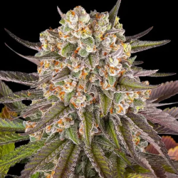 Limoncello semilla Barney's Farm Seeds BARNEY´S FARM SEEDS BARNEY´S FARM